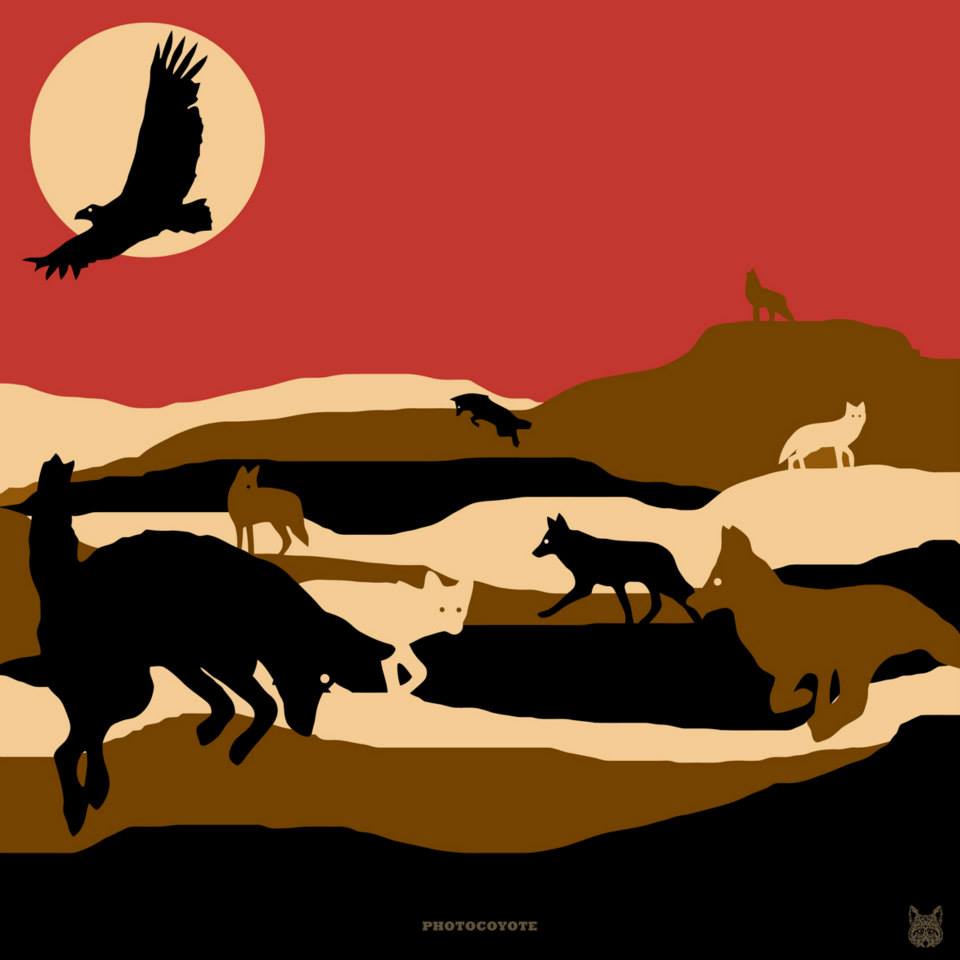 Land of Coyotes